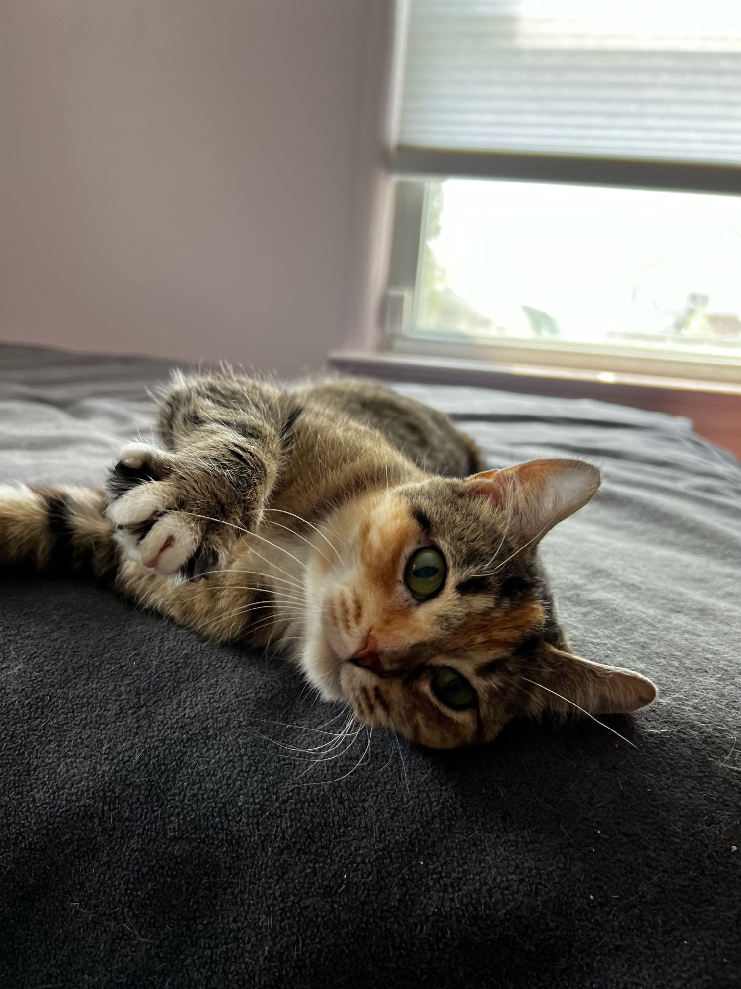 Robyn, an adoptable Domestic Short Hair in Rochester, NY, 14626 | Photo Image 2