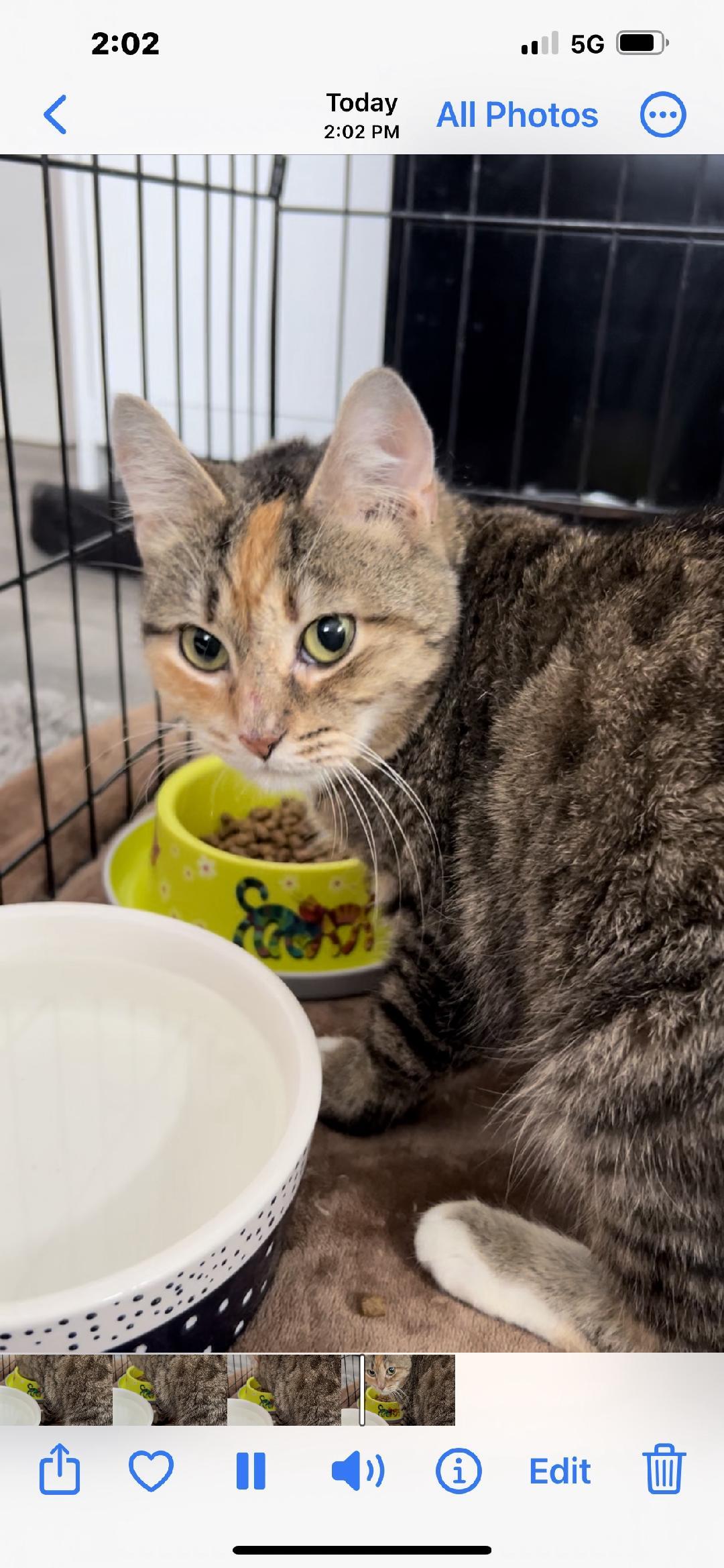 Robyn, an adoptable Domestic Short Hair in Rochester, NY, 14626 | Photo Image 3