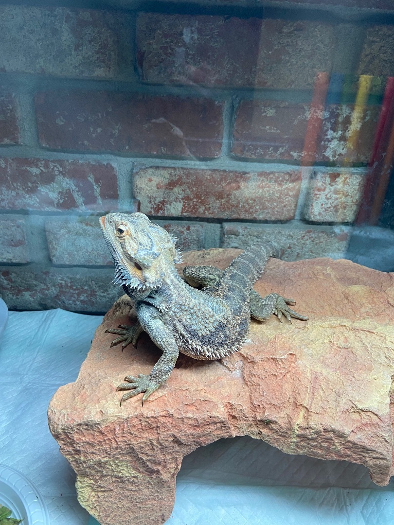 Reptile for adoption - Obie, a Bearded Dragon in Concord, CA | Petfinder