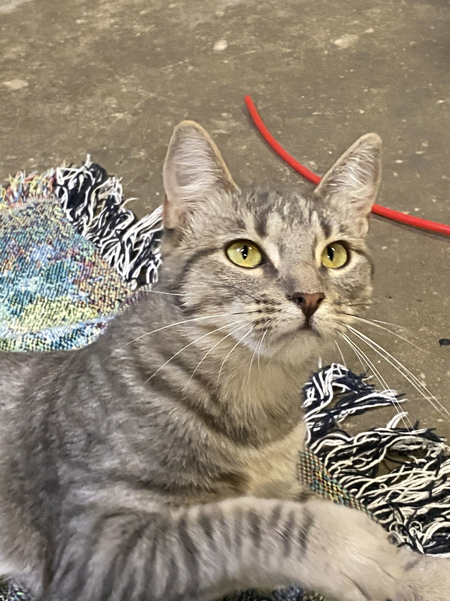 Drexel, an adoptable Domestic Short Hair, Tabby in Drasco, AR, 72530 | Photo Image 1