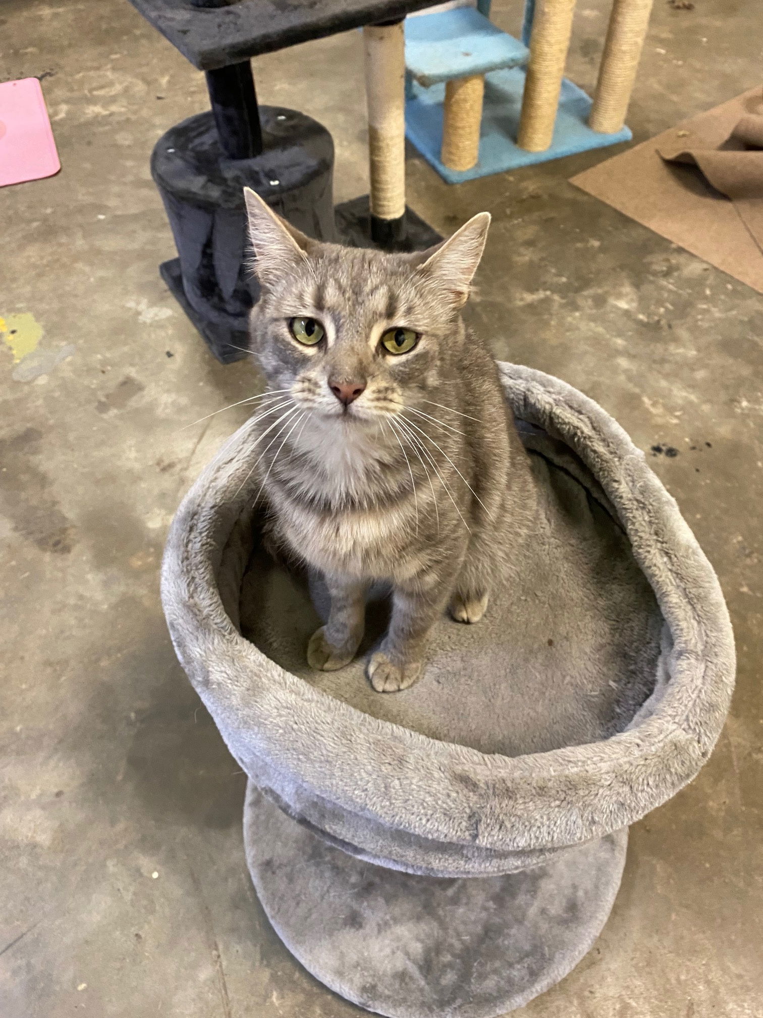 Drexel, an adoptable Domestic Short Hair, Tabby in Drasco, AR, 72530 | Photo Image 2