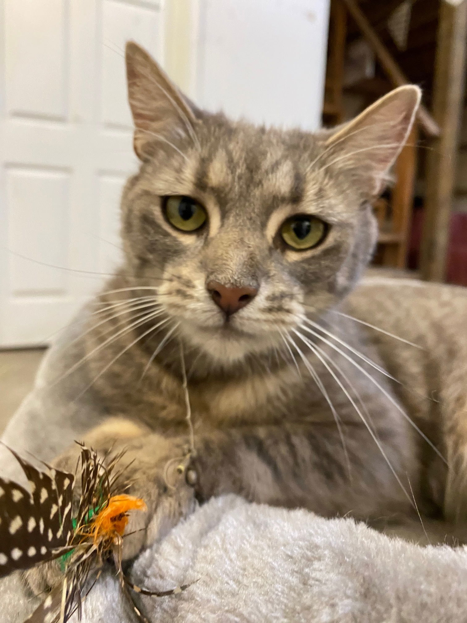 Drexel, an adoptable Domestic Short Hair, Tabby in Drasco, AR, 72530 | Photo Image 3