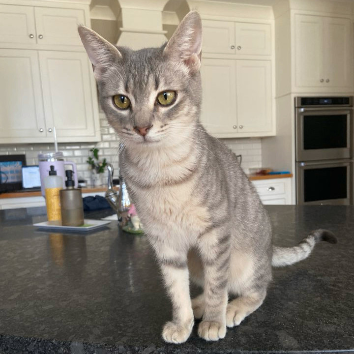 Cat for adoption Mopsy, a Tabby & Domestic Short Hair Mix in