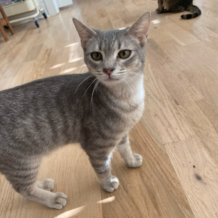 Cat for adoption Mopsy, a Tabby & Domestic Short Hair Mix in