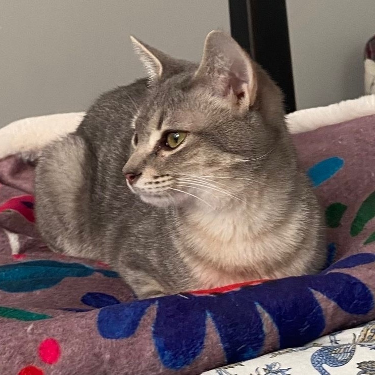 Cat for adoption Mopsy, a Tabby & Domestic Short Hair Mix in