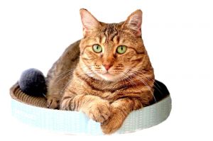 Sapphire is a very sweet kitty who likes people and is friendly with the volunteers She is getting 