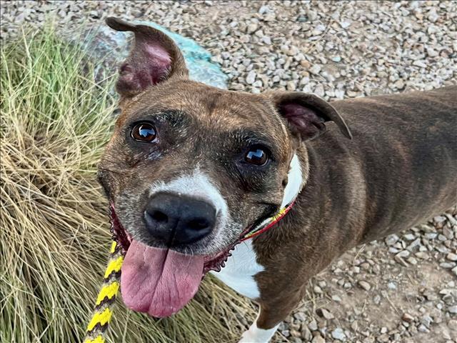 MIAMI, an adoptable Boxer, Mixed Breed in Tucson, AZ, 85745 | Photo Image 1
