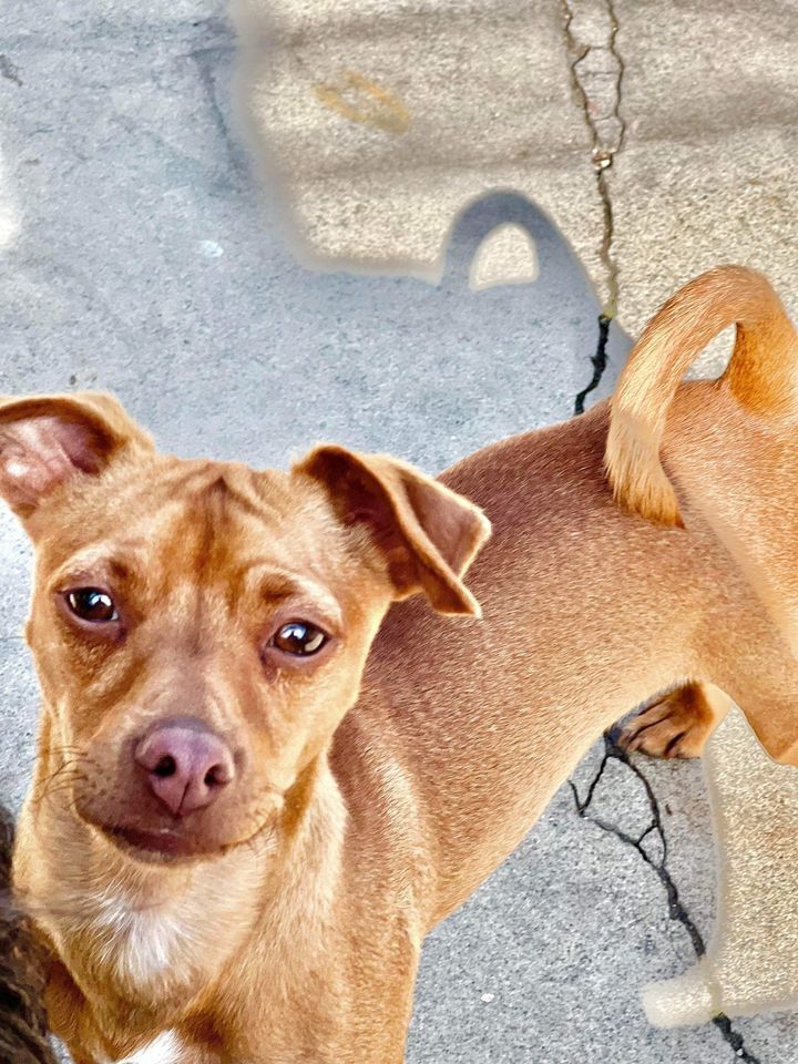 Charlie, an adoptable Chihuahua, Dachshund in Sacramento, CA, 95816 | Photo Image 1