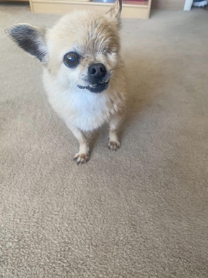 Bonita, an adoptable Chihuahua in Sacramento, CA, 95816 | Photo Image 2