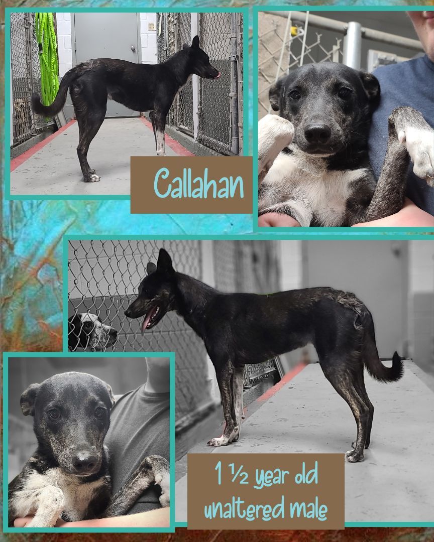 Callahan , an adoptable German Shepherd Dog, Belgian Shepherd / Malinois in Kermit, TX, 79745 | Photo Image 1