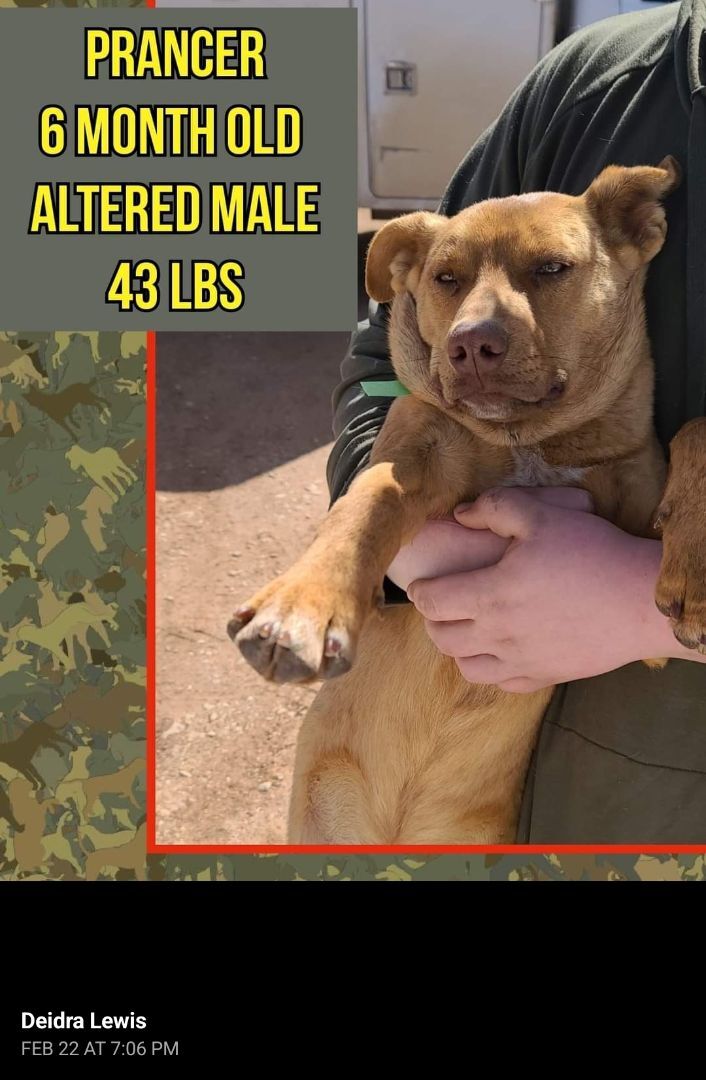 Prancer, an adoptable Shar-Pei, Labrador Retriever in Kermit, TX, 79745 | Photo Image 2