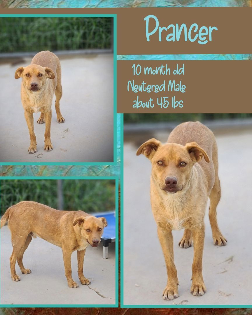 Prancer, an adoptable Shar-Pei, Labrador Retriever in Kermit, TX, 79745 | Photo Image 1