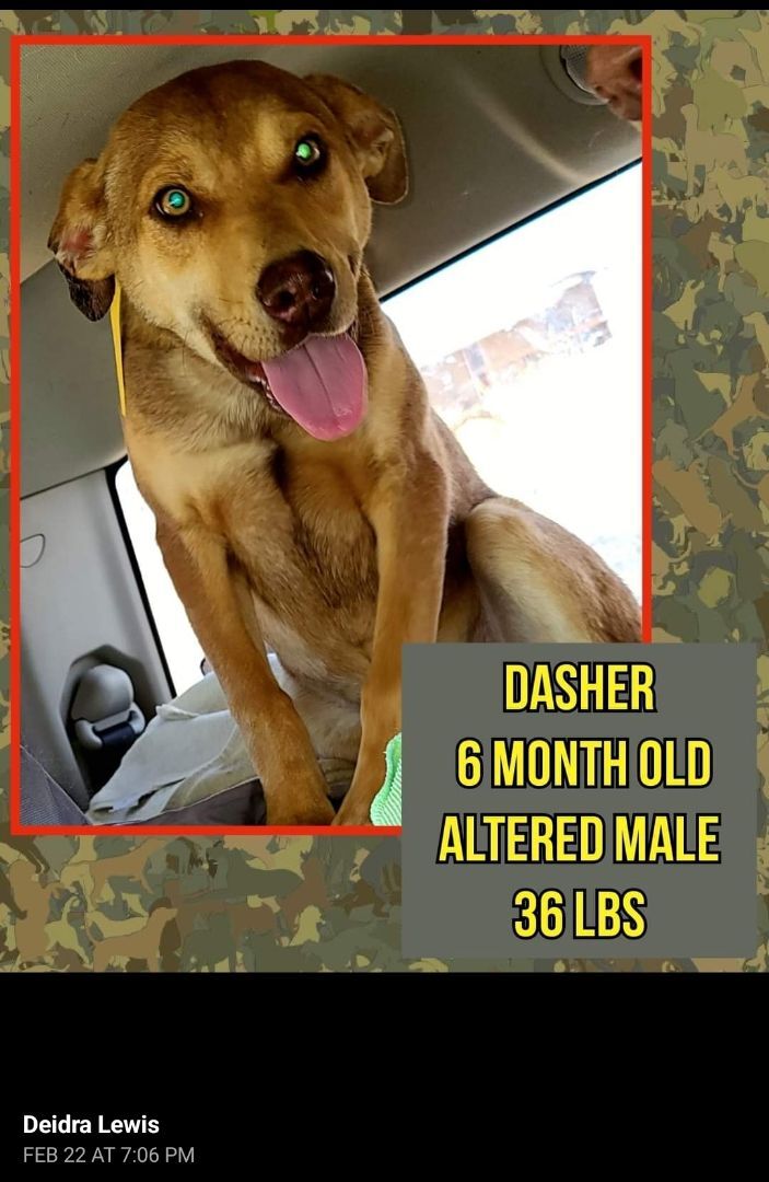 Dasher, an adoptable Labrador Retriever, Coonhound in Kermit, TX, 79745 | Photo Image 2