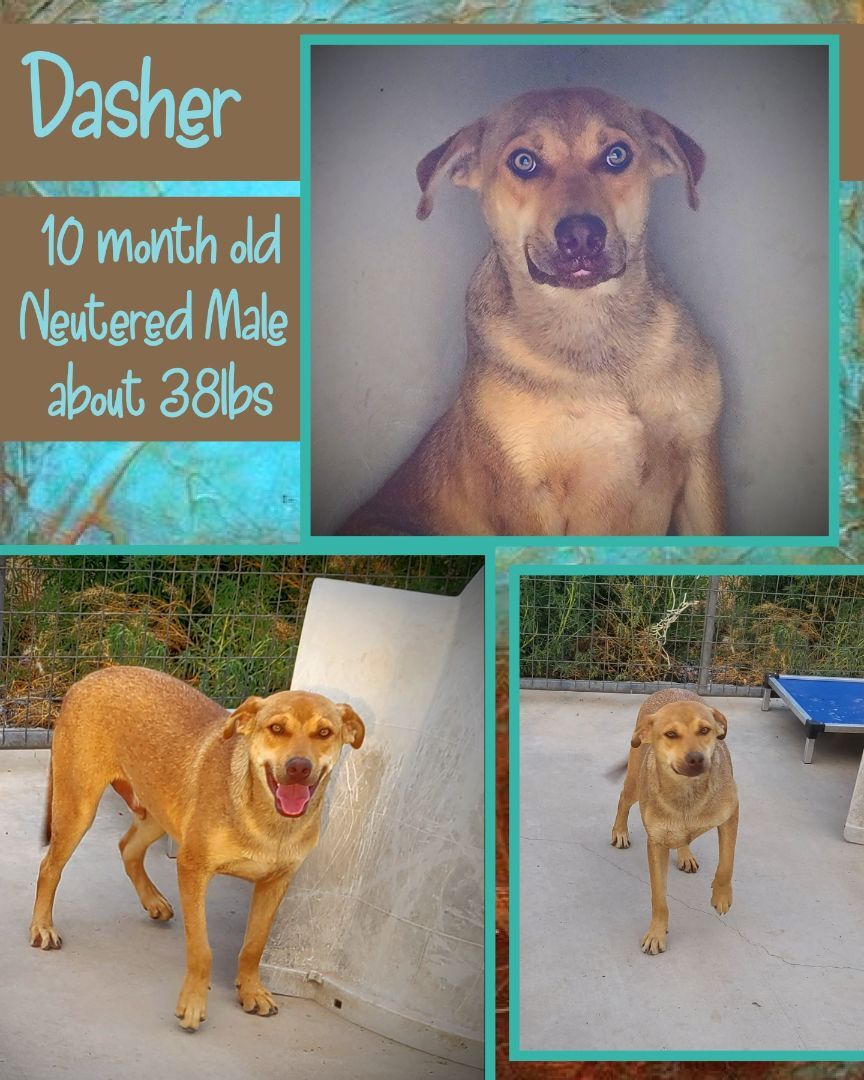 Dasher, an adoptable Labrador Retriever, Coonhound in Kermit, TX, 79745 | Photo Image 1