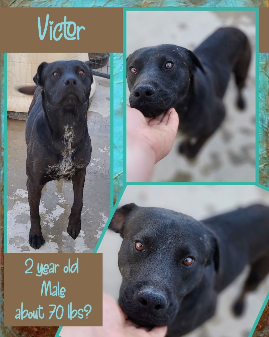 Victor, an adoptable Black Labrador Retriever, Great Dane in Kermit, TX, 79745 | Photo Image 1