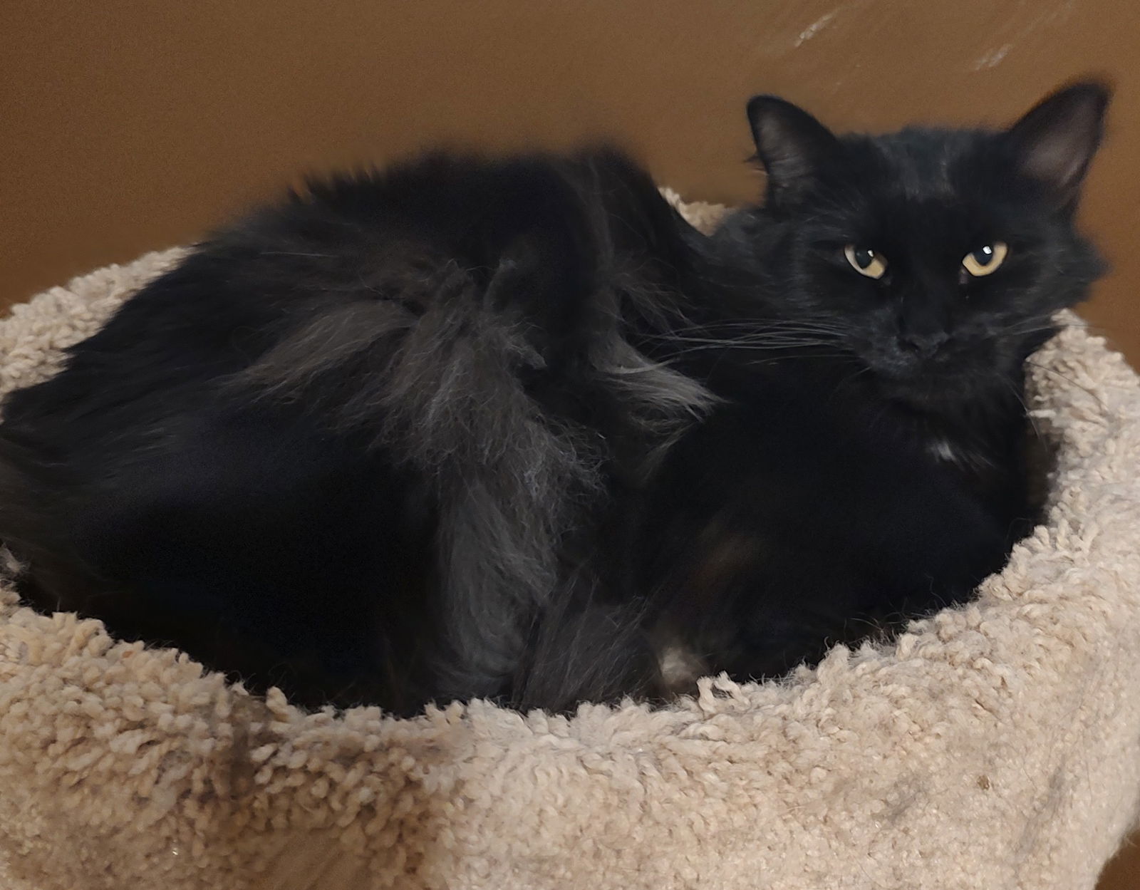 Hazel, an adoptable Domestic Medium Hair in Phoenix, AZ, 85023 | Photo Image 1