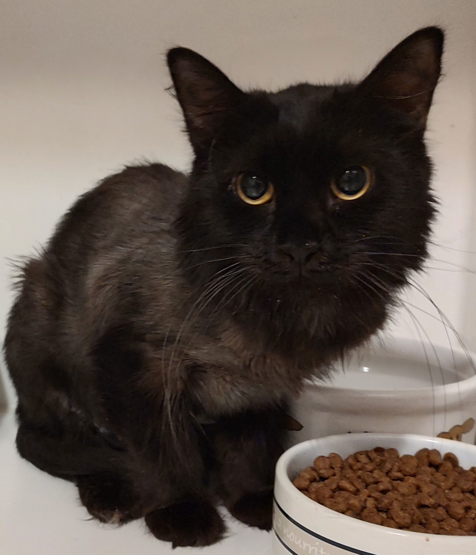 Hazel, an adoptable Domestic Medium Hair in Phoenix, AZ, 85023 | Photo Image 2