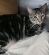 Tina - Petsmart Plantation Foster Home photo 1