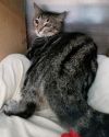 Tina - Petsmart Plantation Foster Home photo 2