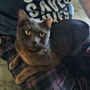 Hi my name is Billy After spending a few years as a street kitty Ive decided