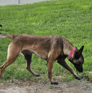 Dog for adoption Penny in UT, a / Malinois in Imlay City, MI | Petfinder