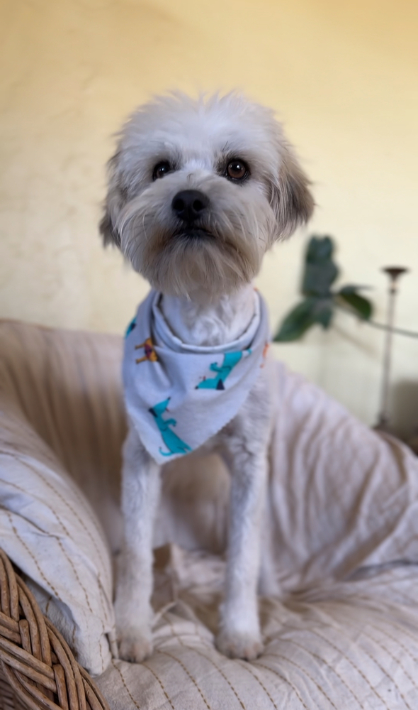 Bashi, an adoptable Pomeranian, Shih Tzu in Hereford, AZ, 85615 | Photo Image 1