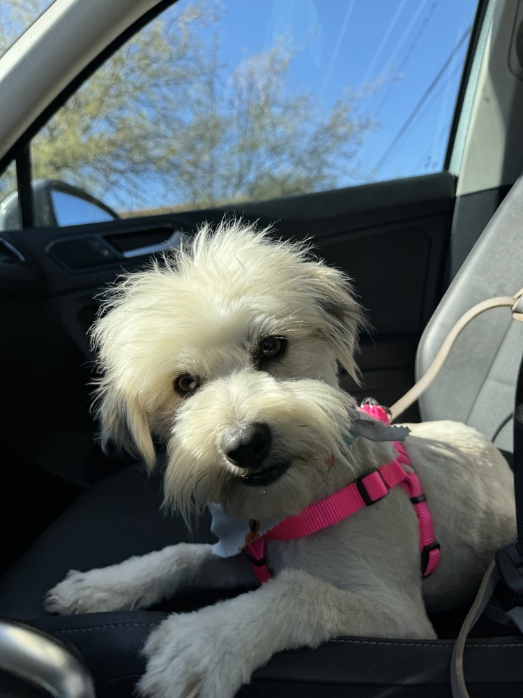 Bashi, an adoptable Pomeranian, Shih Tzu in Hereford, AZ, 85615 | Photo Image 2