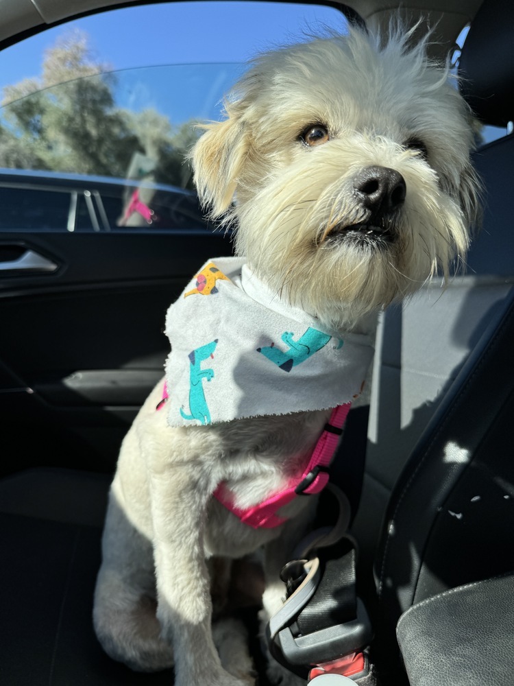 Bashi, an adoptable Pomeranian, Shih Tzu in Hereford, AZ, 85615 | Photo Image 3