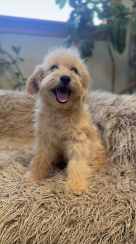 Bashi, an adoptable Pomeranian, Shih Tzu in Hereford, AZ, 85615 | Photo Image 4