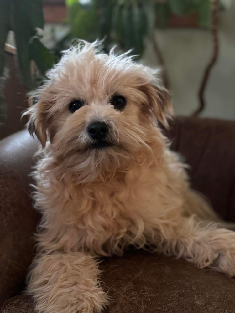 Bashi, an adoptable Pomeranian, Shih Tzu in Tucson, AZ, 85711 | Photo Image 5