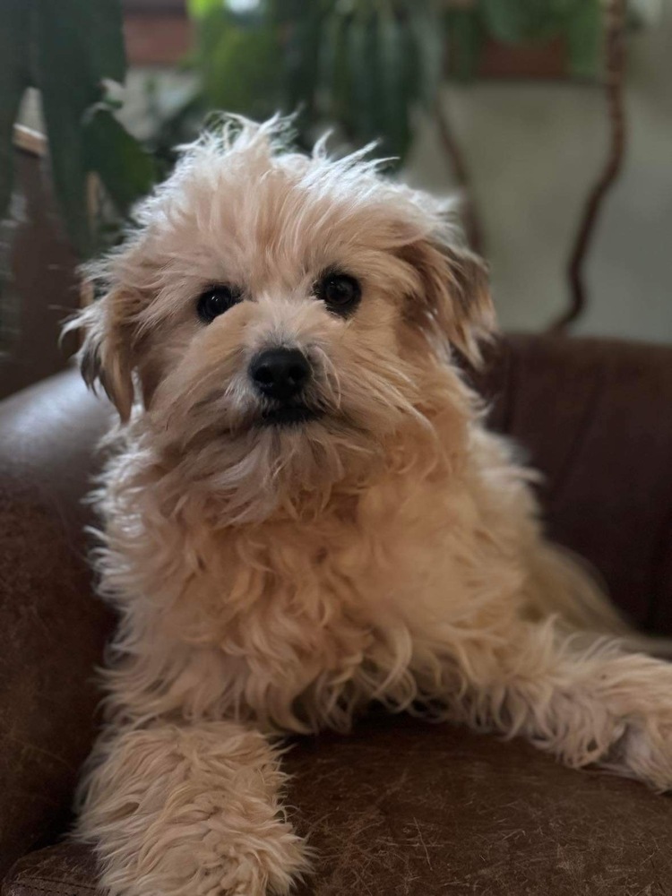 Bashi, an adoptable Pomeranian, Shih Tzu in Hereford, AZ, 85615 | Photo Image 5