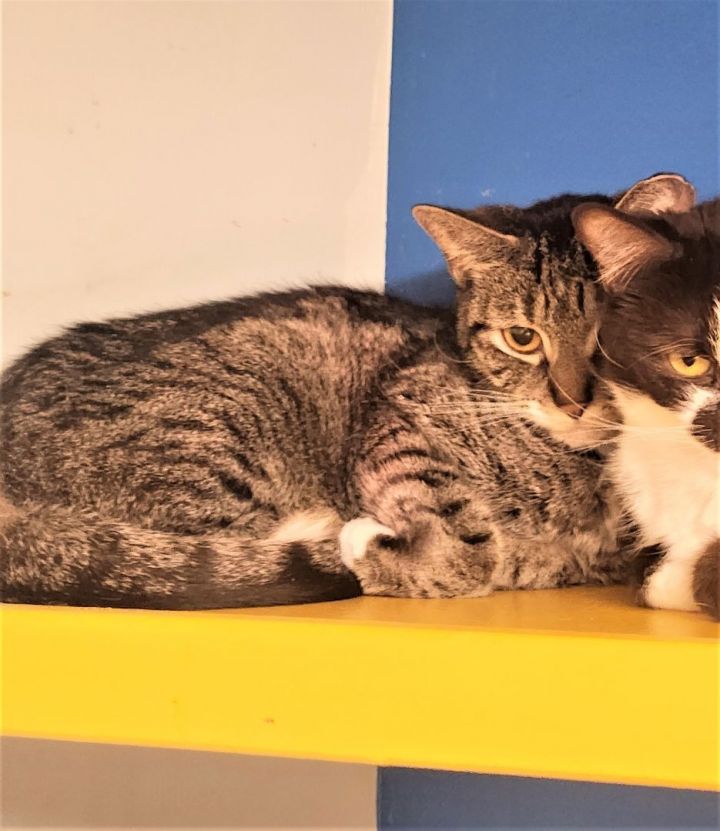 Moo - bonded with Brownie, an adoptable Domestic Short Hair in Briarcliff Manor, NY_image-2