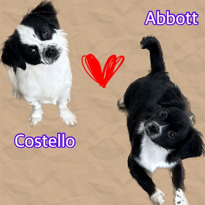 Abbott and Costello 