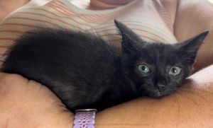 Fava, Adult Male Domestic Long Hair