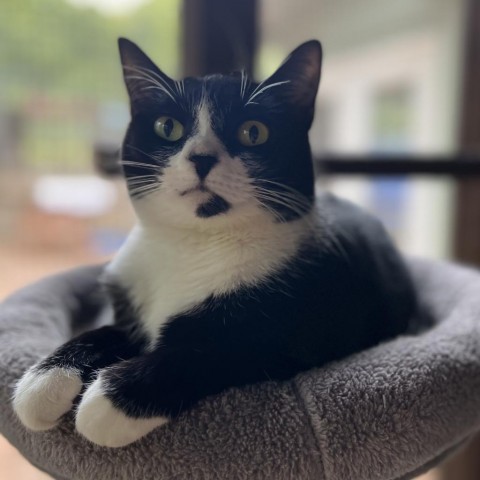 Georgia, an adoptable Domestic Short Hair in Simpsonville, SC, 29681 | Photo Image 1