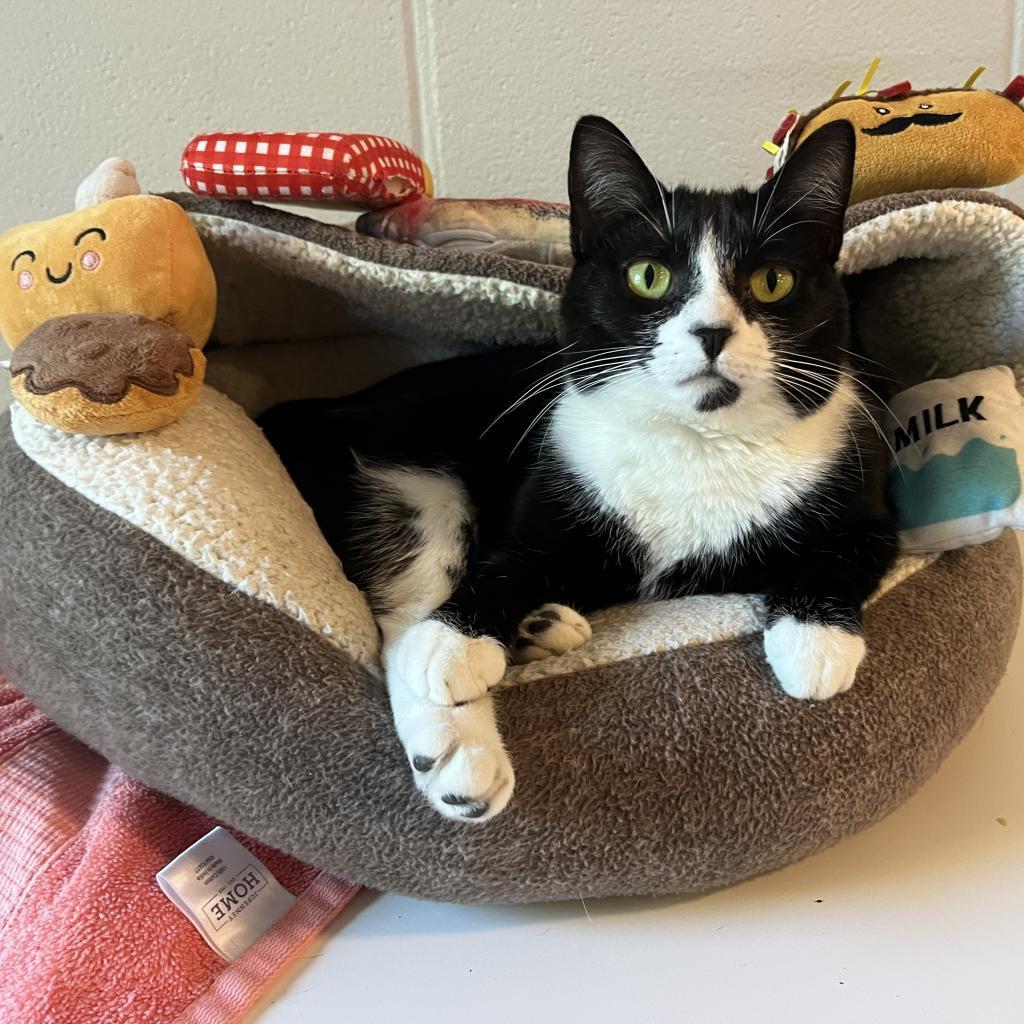 Georgia, an adoptable Domestic Short Hair in Simpsonville, SC, 29681 | Photo Image 2