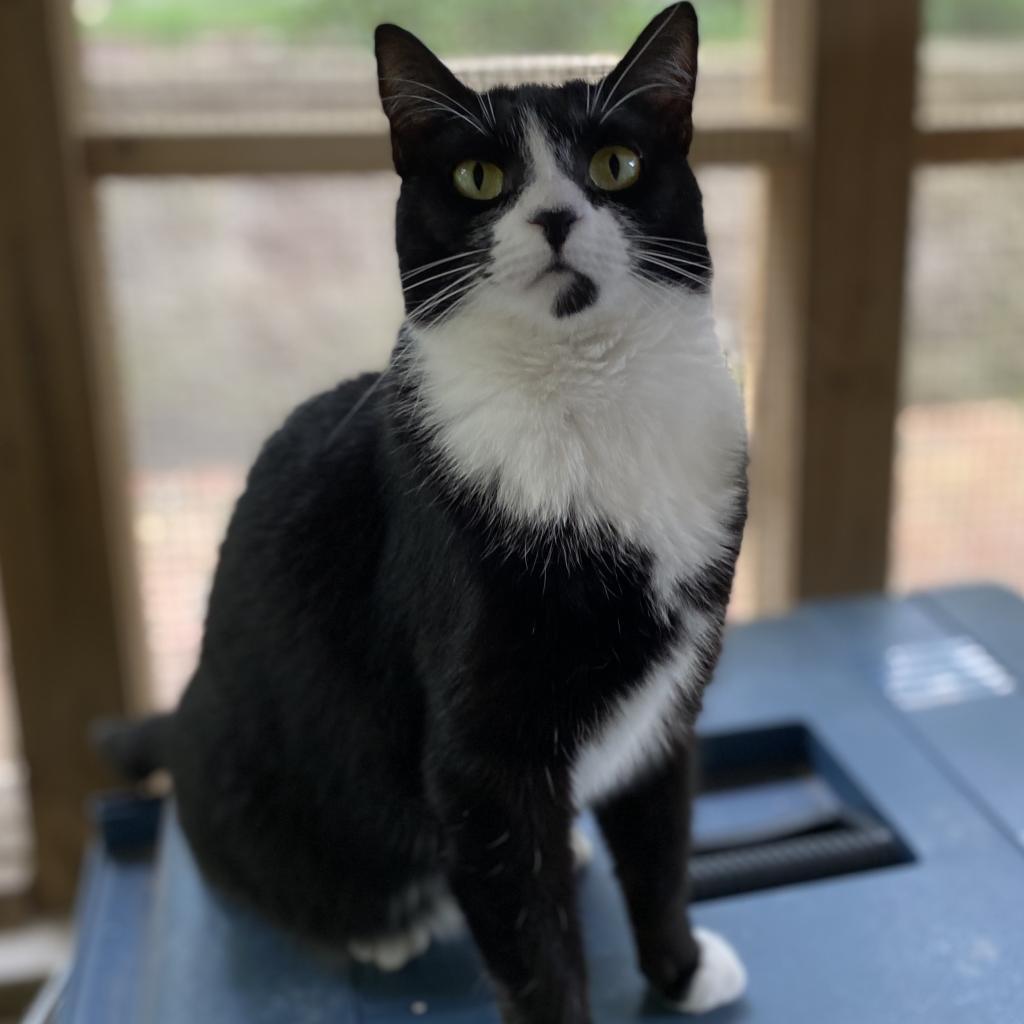 Georgia, an adoptable Domestic Short Hair in Simpsonville, SC, 29681 | Photo Image 3