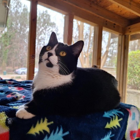 Georgia, an adoptable Domestic Short Hair in Simpsonville, SC, 29681 | Photo Image 5