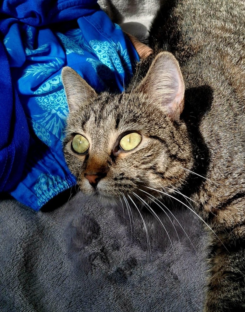 Maggie Rose, an adoptable Domestic Short Hair in Ballwin, MO, 63011 | Photo Image 1