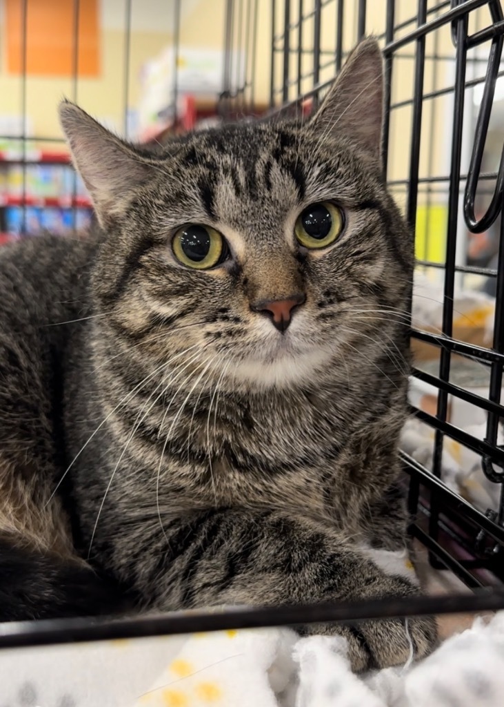 Maggie Rose, an adoptable Domestic Short Hair in Ballwin, MO, 63011 | Photo Image 2