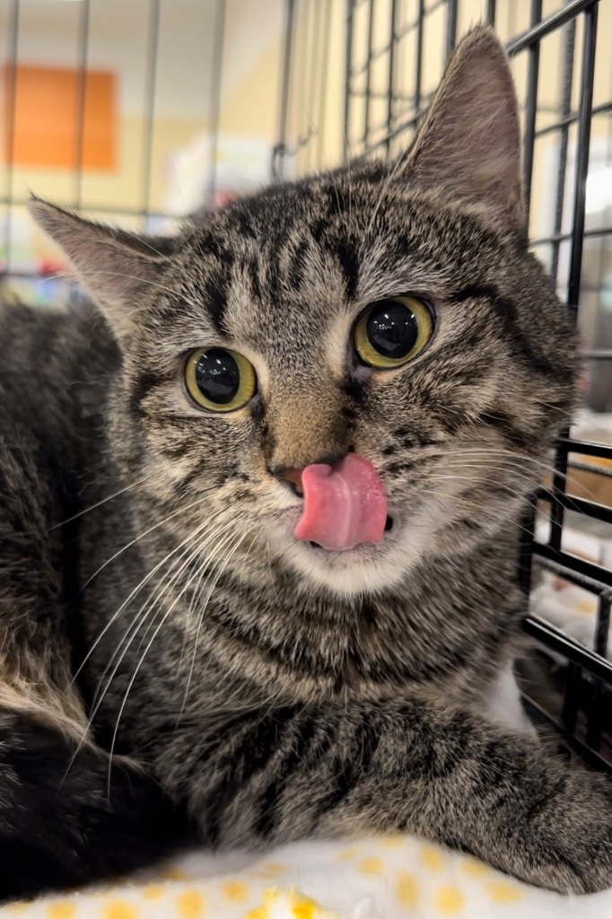 Maggie Rose, an adoptable Domestic Short Hair in Ballwin, MO, 63011 | Photo Image 3