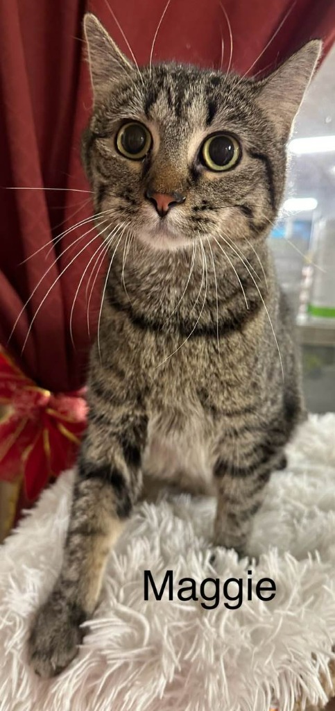 Maggie Rose, an adoptable Domestic Short Hair in Ballwin, MO, 63011 | Photo Image 3