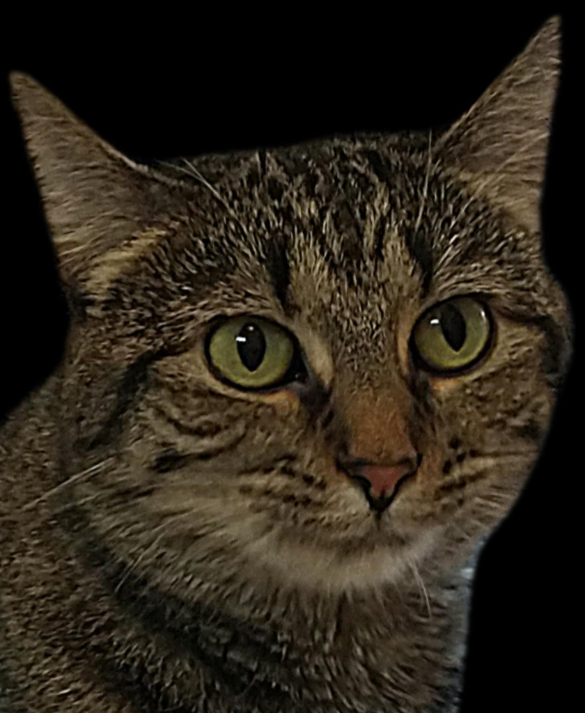 Maggie Rose, an adoptable Domestic Short Hair in Ballwin, MO, 63011 | Photo Image 4