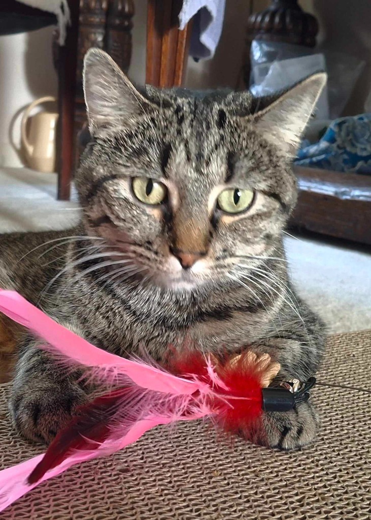 Maggie Rose, an adoptable Domestic Short Hair in Ballwin, MO, 63011 | Photo Image 5