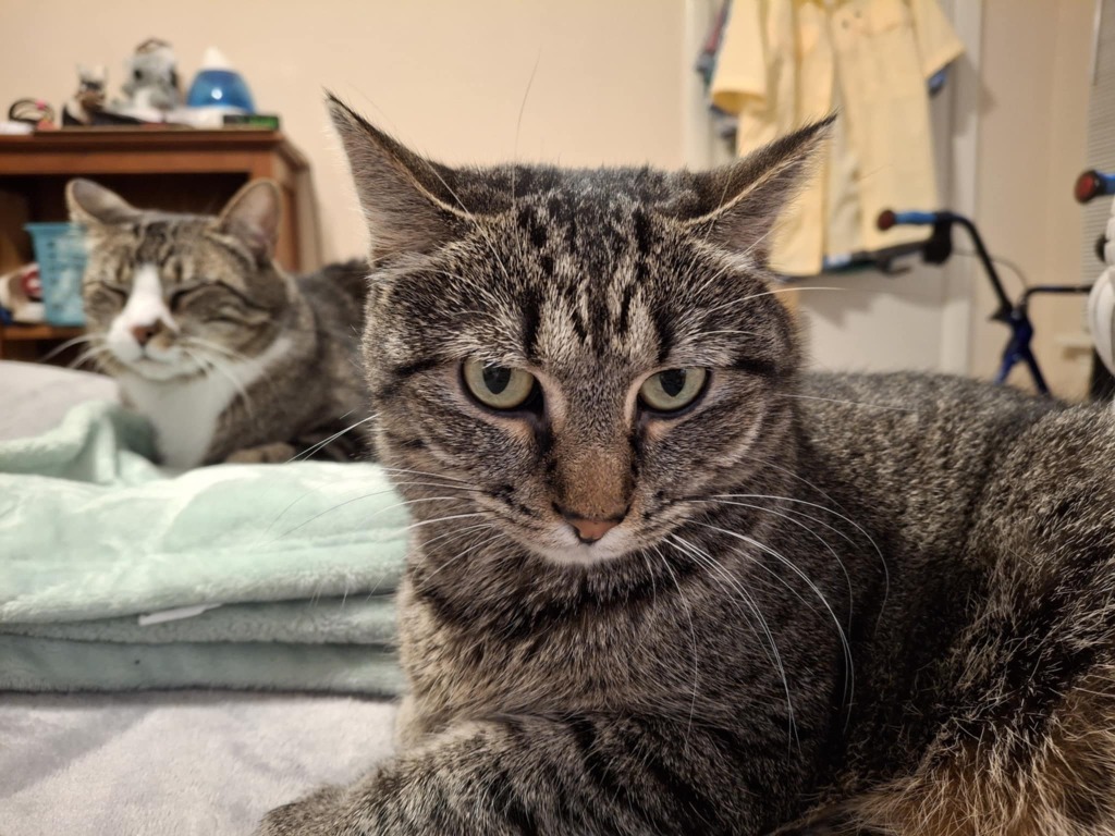 Maggie Rose, an adoptable Domestic Short Hair in Ballwin, MO, 63011 | Photo Image 6