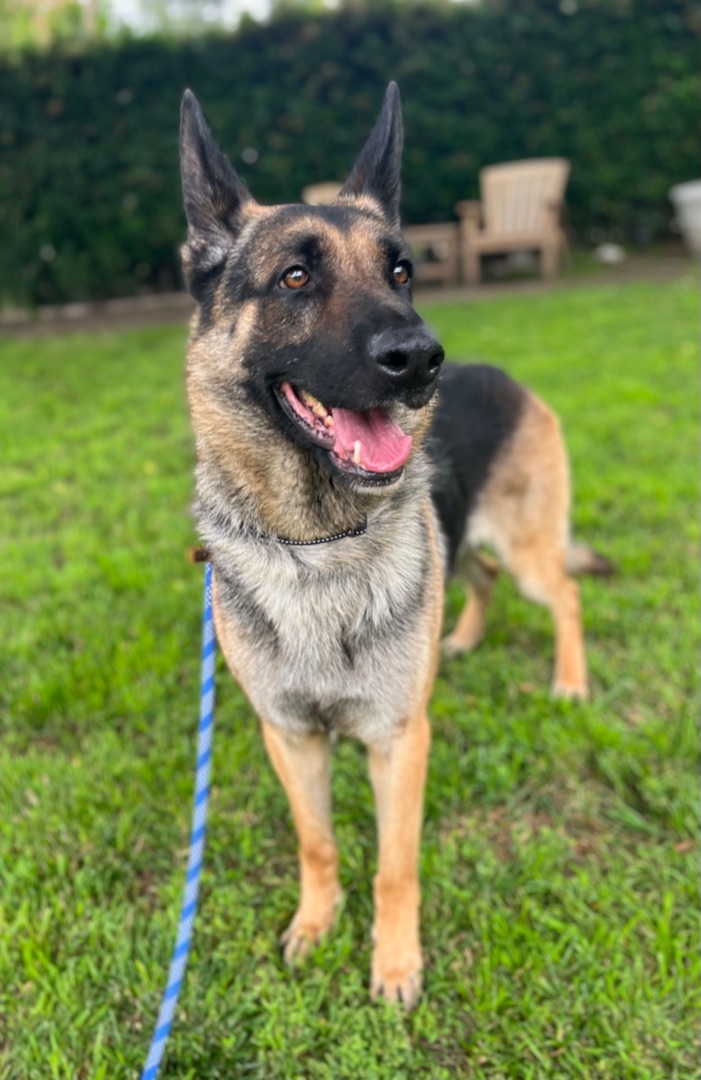 Dog For Adoption - Toby, A German Shepherd Dog In Los Angeles, Ca 