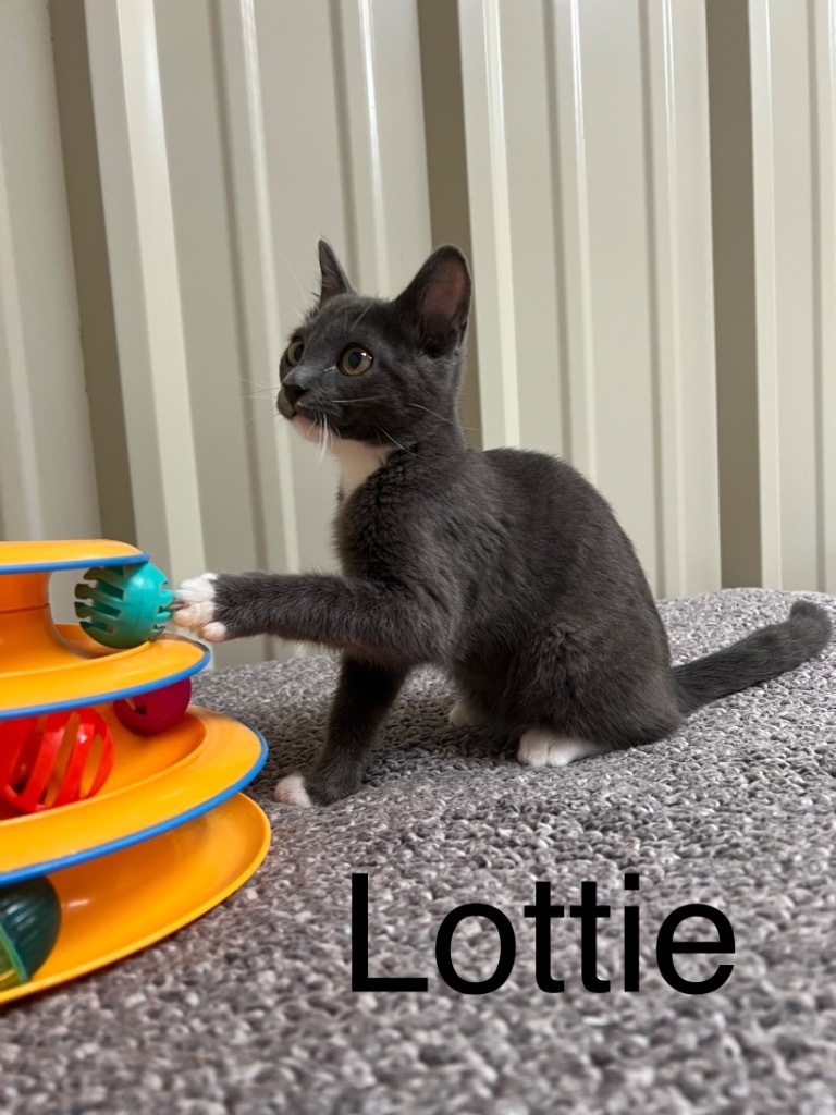 Lottie, an adoptable Domestic Short Hair in Saint Francisville, LA, 70775 | Photo Image 2