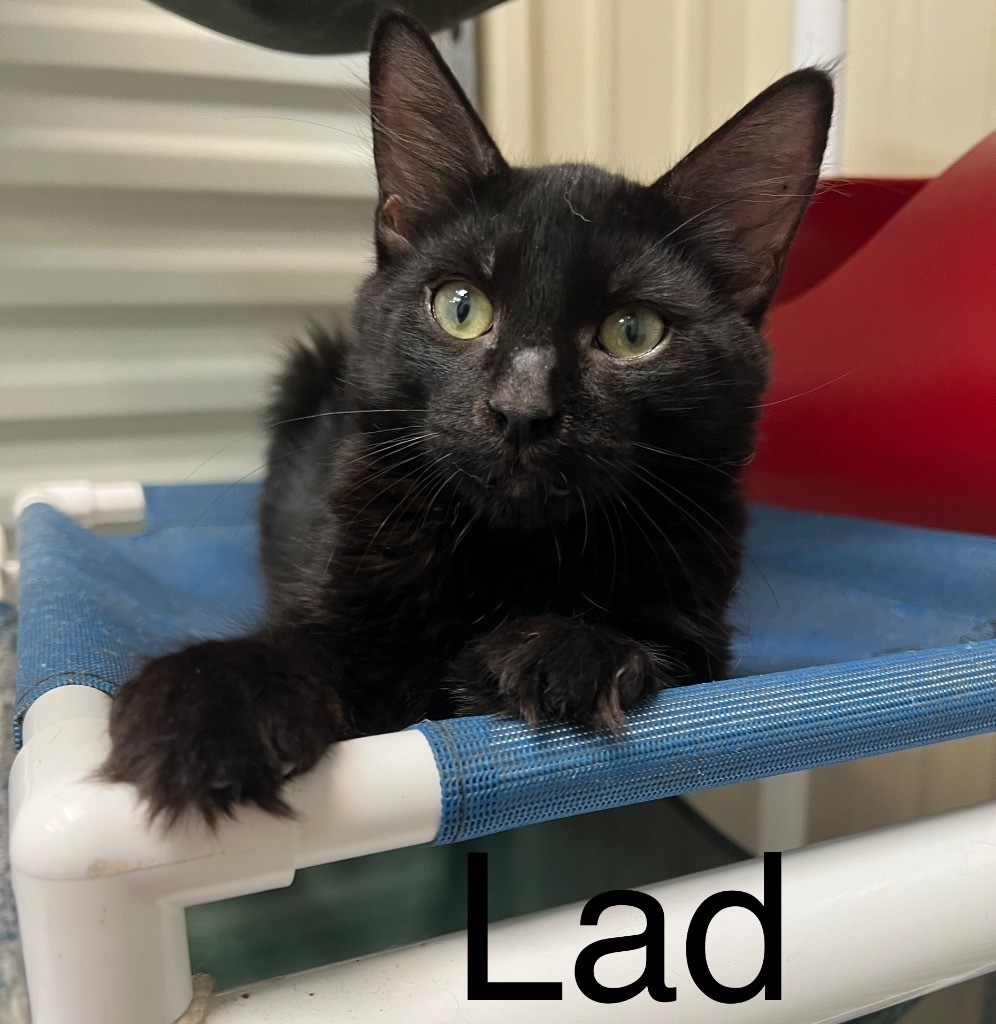 Lad, an adoptable Domestic Short Hair in Saint Francisville, LA, 70775 | Photo Image 1