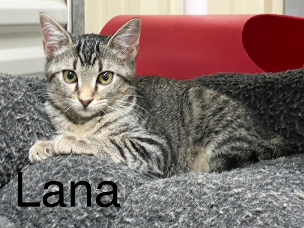 Lana, an adoptable Domestic Short Hair in Saint Francisville, LA, 70775 | Photo Image 1