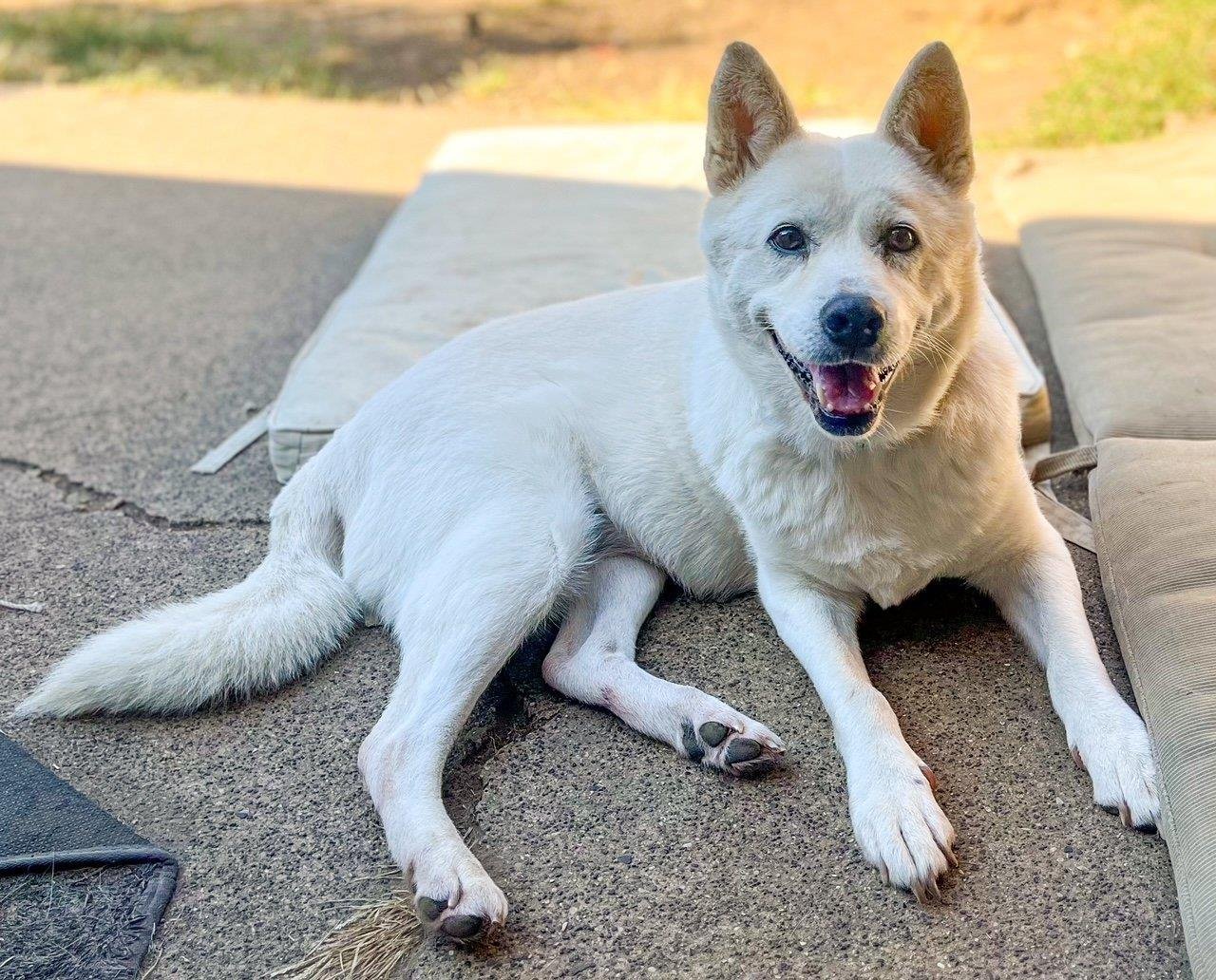 Jinsook - In Foster, an adoptable Jindo in Rockwall, TX, 75087 | Photo Image 1